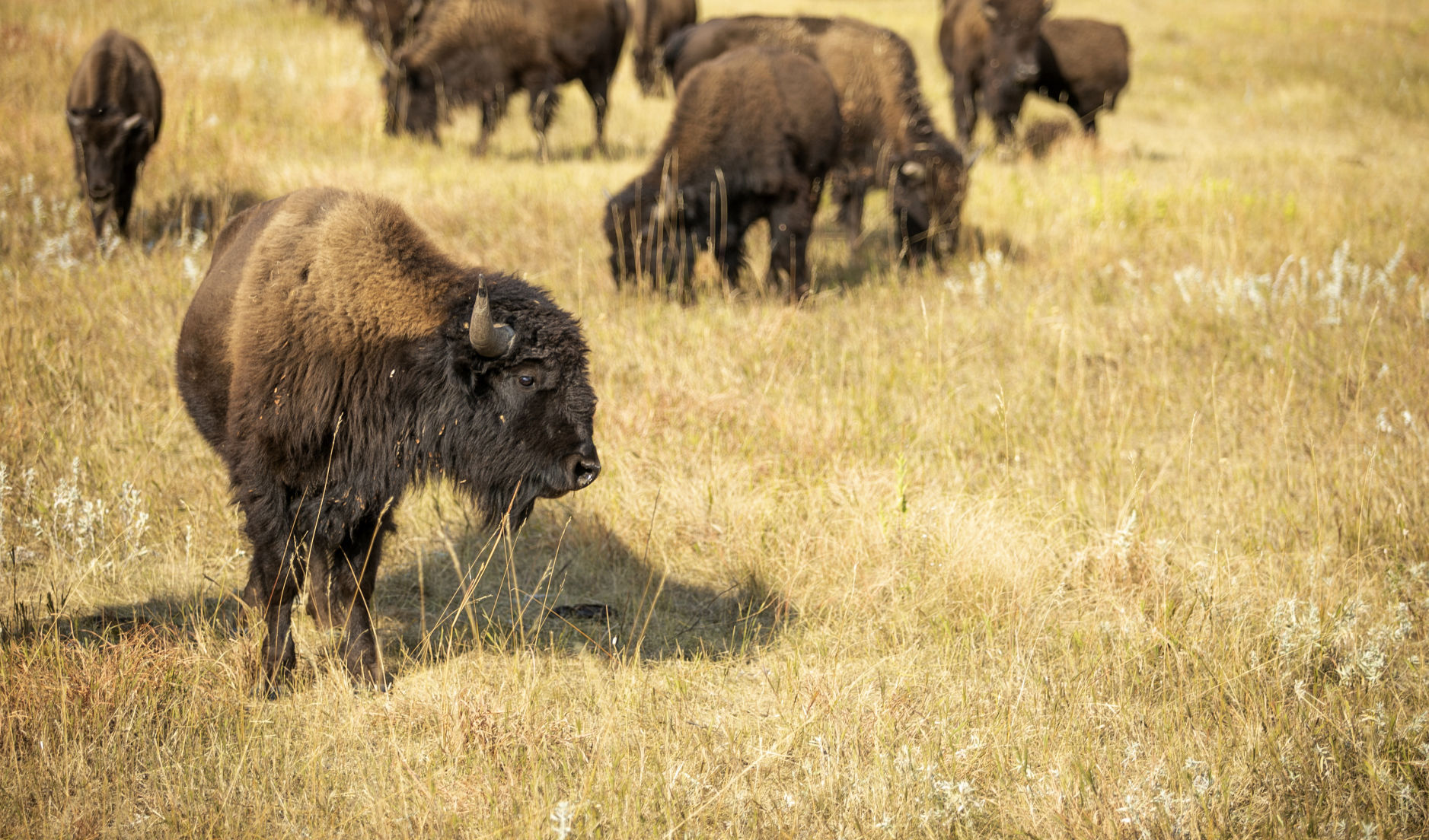 Buffalo Roundup Preview